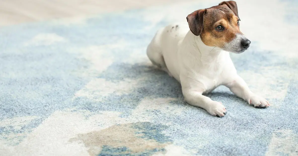 Carpet Stain Remover 